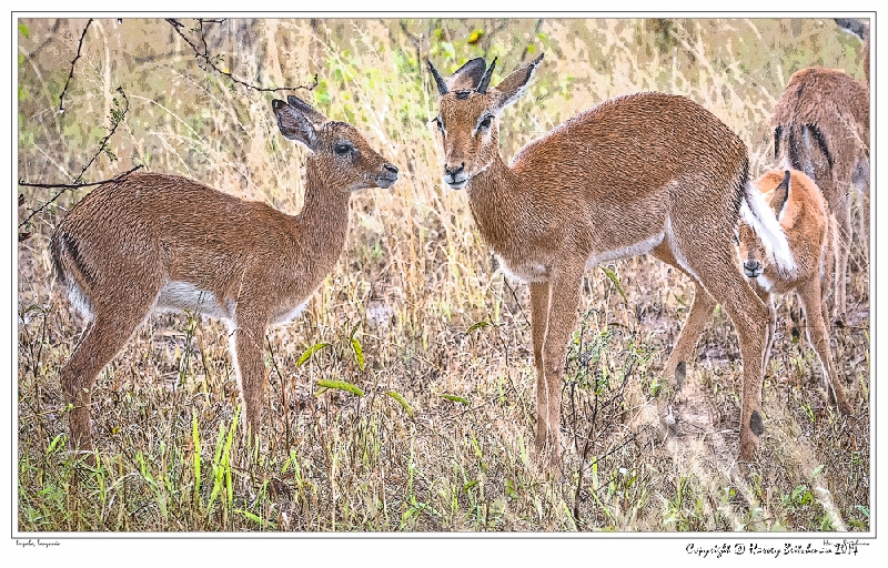 Young Impala_HBB7753_Gallery Print.jpg